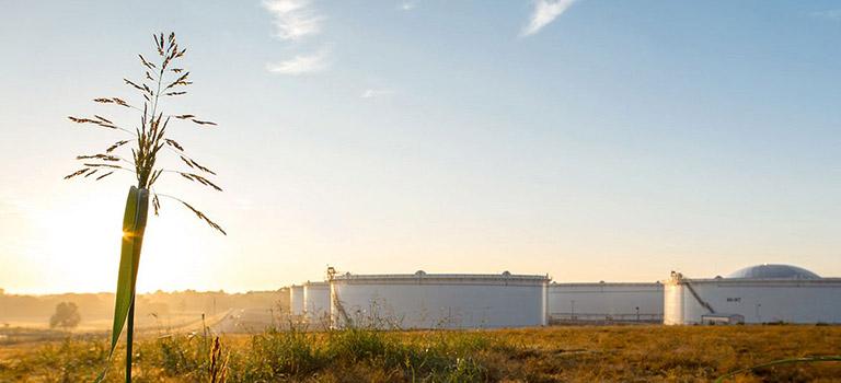 Field operations with plant in foreground